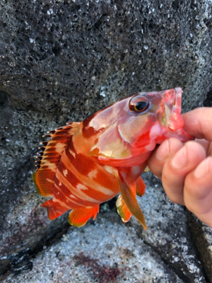 マイクロジグで朝一だけ