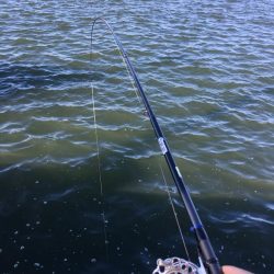 ヘチ釣りで珍客が!