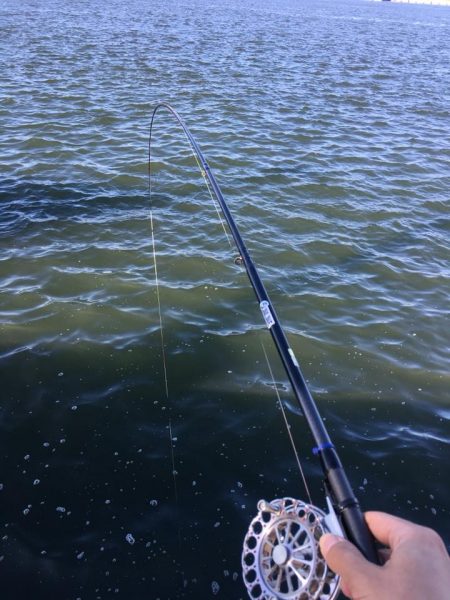 ヘチ釣りで珍客が!