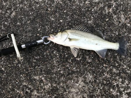 いいコンディションなのに