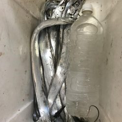 タチウオシーズン開幕宣言！！