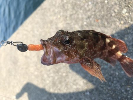 激アツ真夏のガシリング！