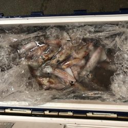 シロイカ大爆釣