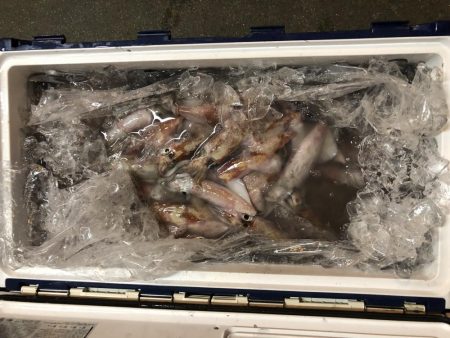 シロイカ大爆釣