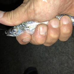 サビングっていうのかな?