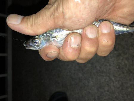 サビングっていうのかな?