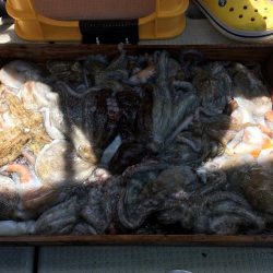 マダコ釣り釣果