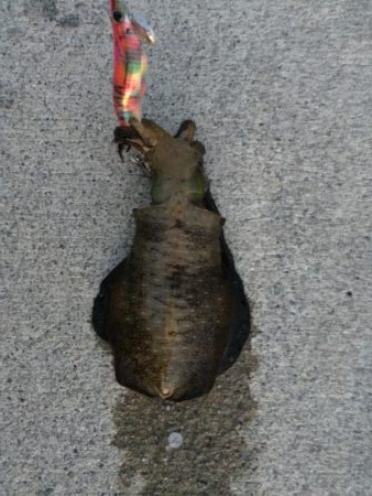 アオリ新子調査