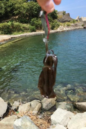 今日はシャロー