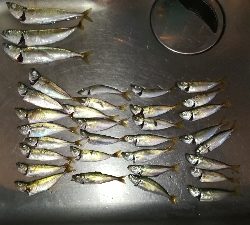 サビキで豆アジ