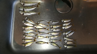 サビキで豆アジ