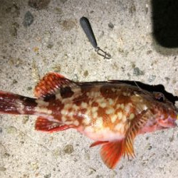 小さい魚たくさん