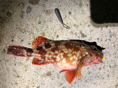 小さい魚たくさん