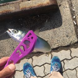 SLSJとULSJとサビキ