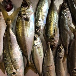 1時間30分のナイトアジング