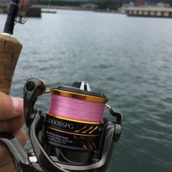 アオリの赤ちゃん