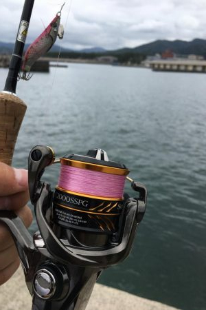 アオリの赤ちゃん