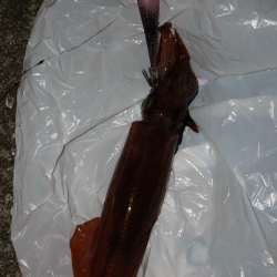 ライトエギング