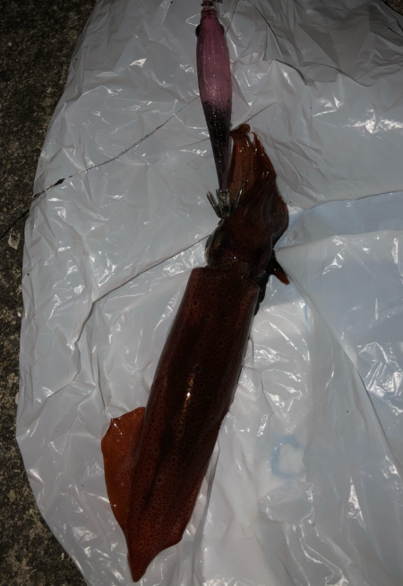 ライトエギング