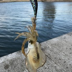 今日もエギング