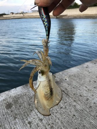 今日もエギング