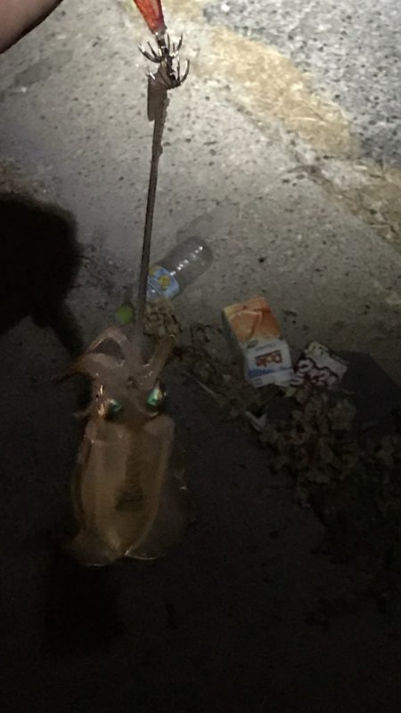 台風過ぎて初エギング^ ^