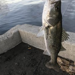 久しぶりのシーバス