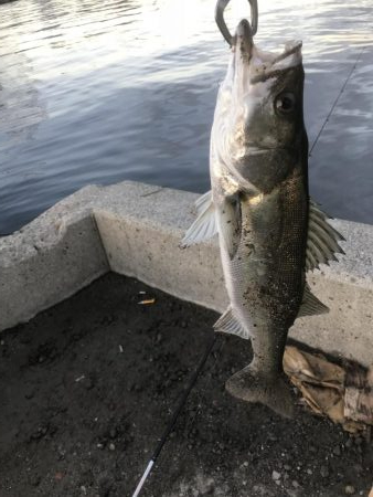 久しぶりのシーバス