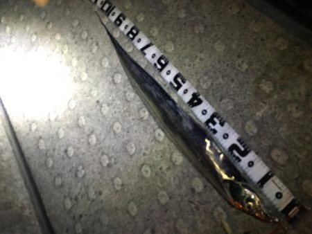 ワインドでドラゴン