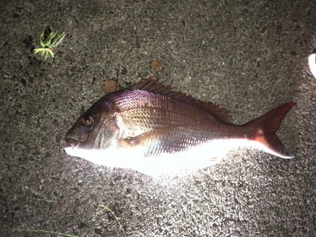 タチウオ狙いがまさかの