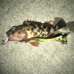 ライトゲーム根魚