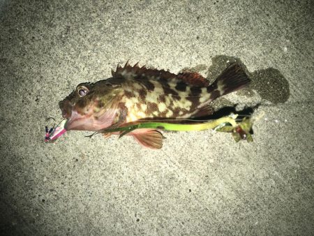 ライトゲーム根魚