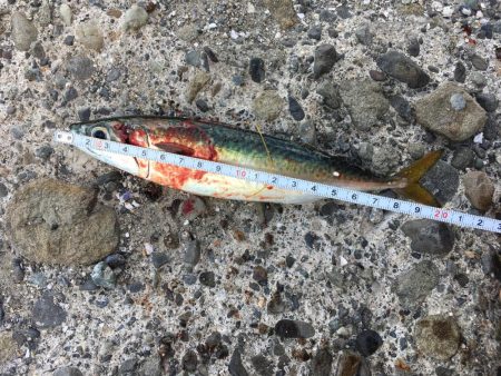 回遊魚多数確認