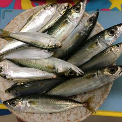 夕暮れの鯖とサッパ