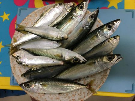 夕暮れの鯖とサッパ