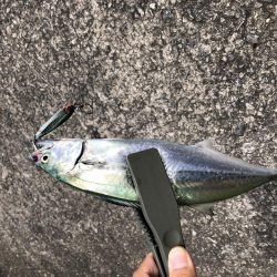 またまたまたまたサゴシオンリー