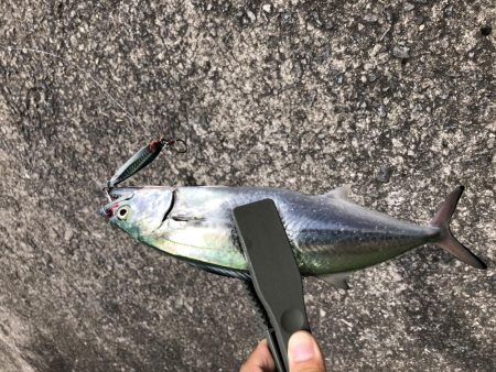 またまたまたまたサゴシオンリー