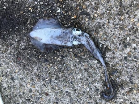 コロッケサイズのアオリイカ^_^