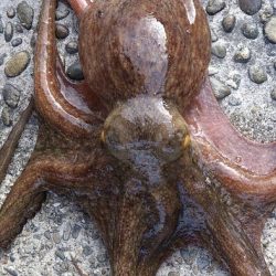 久しぶりのタコ