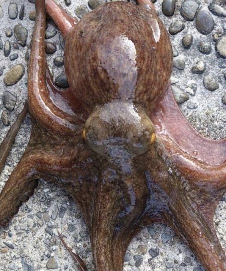 久しぶりのタコ