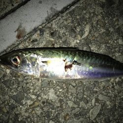 大サバ狙いも。