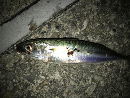 大サバ狙いも。