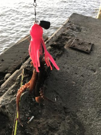 またタコ釣り