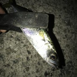 今夜もあえなく