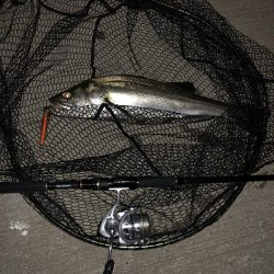 久々のシーバス