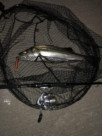 久々のシーバス