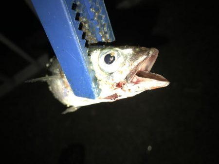 サバにやられて。