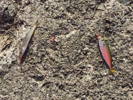 豆アジ釣れました！