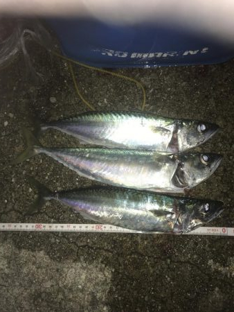 今日もサバ、サバ、サバ⁈