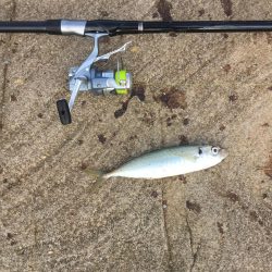 マダイがダメならグレを